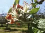 Dans le verger, la floraison continue 🌸🐝

Les variétés hâtives sont déjà en feuilles 🍃 

#cidresehedic #printemps #pommier #cidre #cidrebreton...