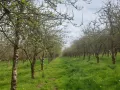 Le printemps s'installe

#cidresehedic #cidre #sehedic #pommier #fleurs #blossom #printemps #spring #cidresdefrance #Bretagne #finistere #laforetfouesnant...