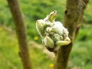 Ça commence !

#printemps #cidresehedic #cidre #floraison #spring #blooming #laforetfouesnant #finistere #Bretagne #cidrebreton #cidrebio #bio #sehedic...