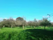 Balade post récolte dans le verger🌳🍂☀️🍁🍃

#cidresehedic #cidre #sehedic #verger #laforetfouesnant #bretagne #finistere #bio #automne #orchard #cider #organic