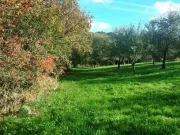 Balade post récolte dans le verger🌳🍂☀️🍁🍃

#cidresehedic #cidre #sehedic #verger #laforetfouesnant #bretagne #finistere #bio #automne #orchard #cider #organic