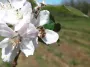 Dans le verger, la floraison continue 🌸🐝

Les variétés hâtives sont déjà en feuilles 🍃 

#cidresehedic #printemps #pommier #cidre #cidrebreton...