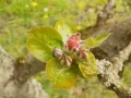 Le printemps s'installe

#cidresehedic #cidre #sehedic #pommier #fleurs #blossom #printemps #spring #cidresdefrance #Bretagne #finistere #laforetfouesnant...