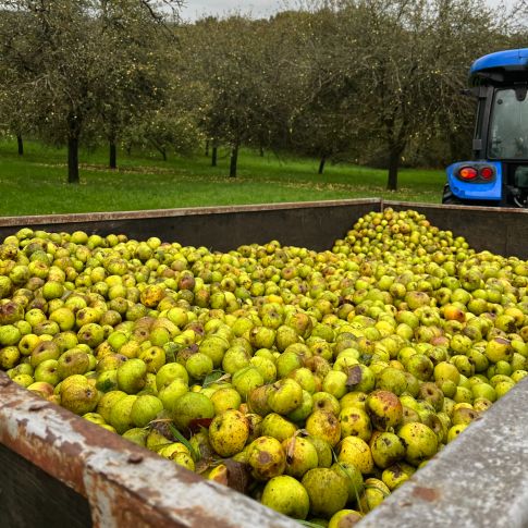 Des pommes récoltées pour la fabrication d'un cidre unique