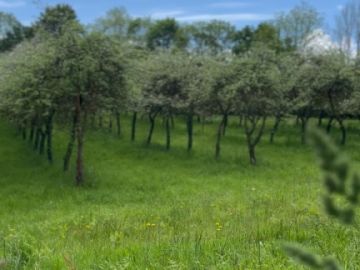 ☀️🌳Le printemps s’est bien installé dans le verger, beaucoup de pommiers sont en fleur 🌸, les abeilles et les bourdons butinent 🐝

Nous sommes déjà pressés...