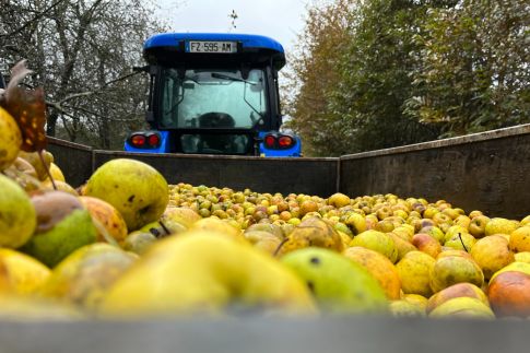 Récolte des pommes à cidre Récolte des pommes à cidre