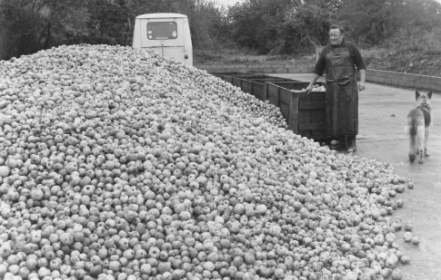 Début de la production de cidre Début de la production de cidre
