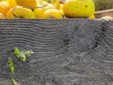 Et voilà, cela fait déjà une semaine que cette récolte 2023 s’est achevée ! Ces 10 semaines auront été fortes en émotions et marquées par la tempête. La cave...