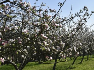 Chaque année, on l’attend avec la même impatience…

La floraison des pommiers à cidre a commencé ! 🌼

Dans notre verger🌳🌳, elle débute à la mi-avril avec les...