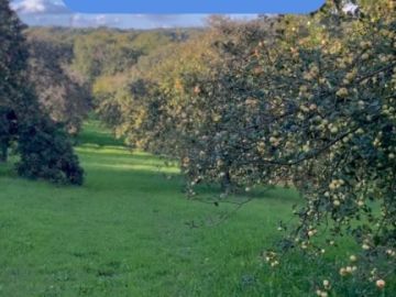 La récolte du millésime 2025 vient de commencer 🌳🍎
Elle va s’étaler sur plusieurs semaines, en général jusqu’à la fin du mois de novembre.
Cette année, la...