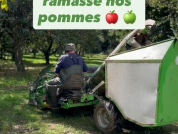 On nous demande souvent : « Vous cueillez les pommes directement dans les pommiers ? » 🌳
En réalité, elles tombent toutes seules quand elles sont mûres 🍏....