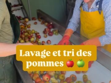 Étape essentielle avant le pressage : le lavage 💦 et tri manuel 👋 des pommes 🍎

Après la récolte au verger, les pommes ne vont pas directement au pressoir !...