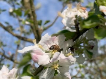🍏 L’été approche et les jeunes pommes sont déjà bien installées dans nos vergers. 

Retour en images sur les étapes qui ont permis leur formation, de la...