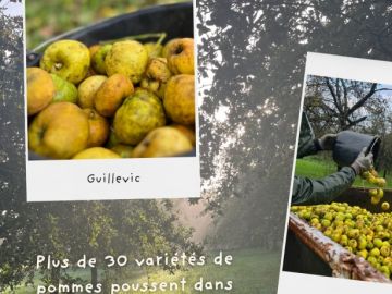🍏 Parmi la trentaine de variétés de pommes cultivées dans notre verger, la Guillevic occupe une place toute particulière.
Originaire des vergers bordant le...