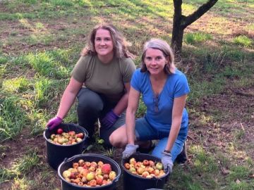 🍎 La récolte est déjà bien avancée.

Cette année, nous avons commencé à ramasser les pommes avec presque un mois d’avance sur l’année dernière. Une précocité...
